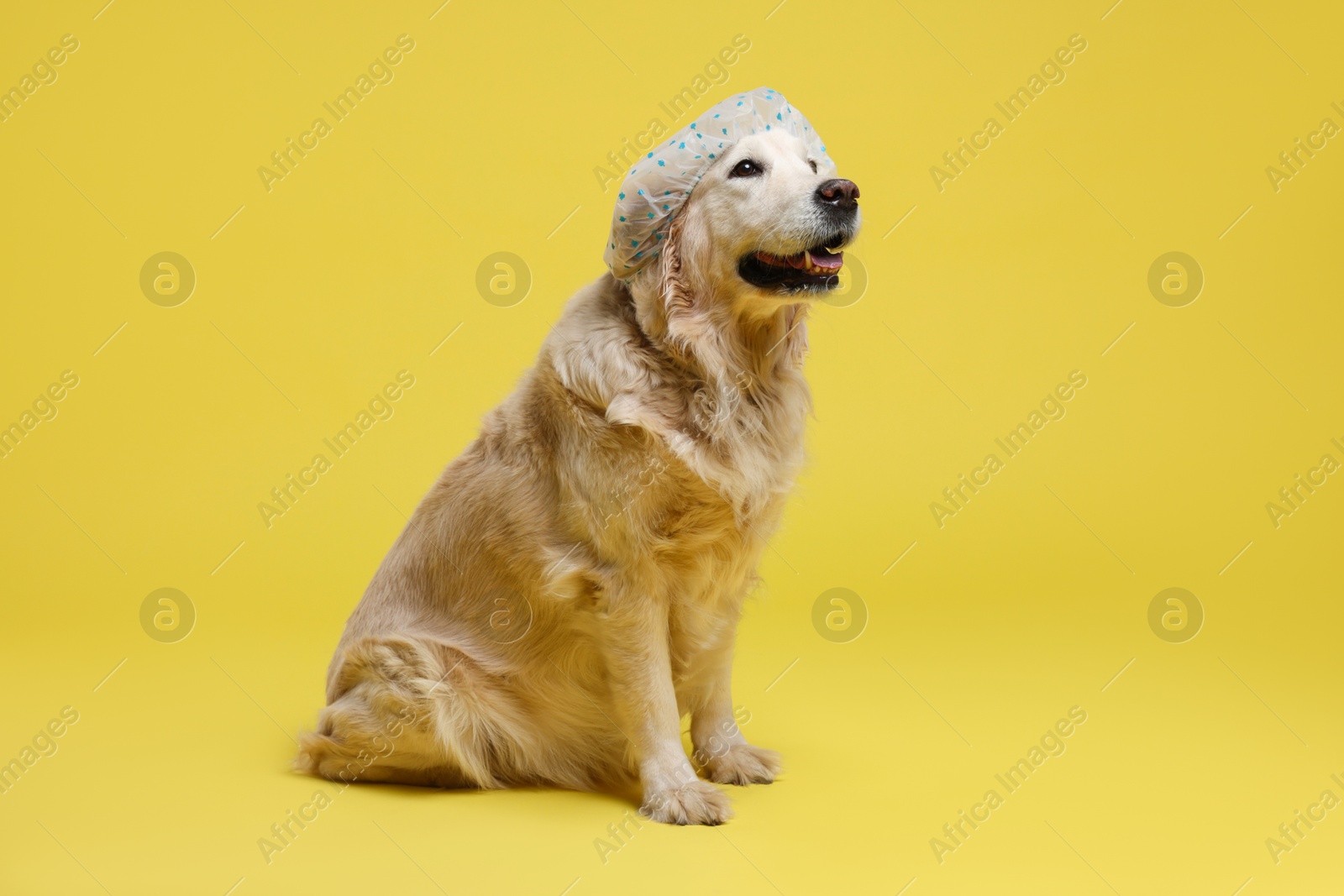 Photo of Cute funny dog in shower cap on yellow background