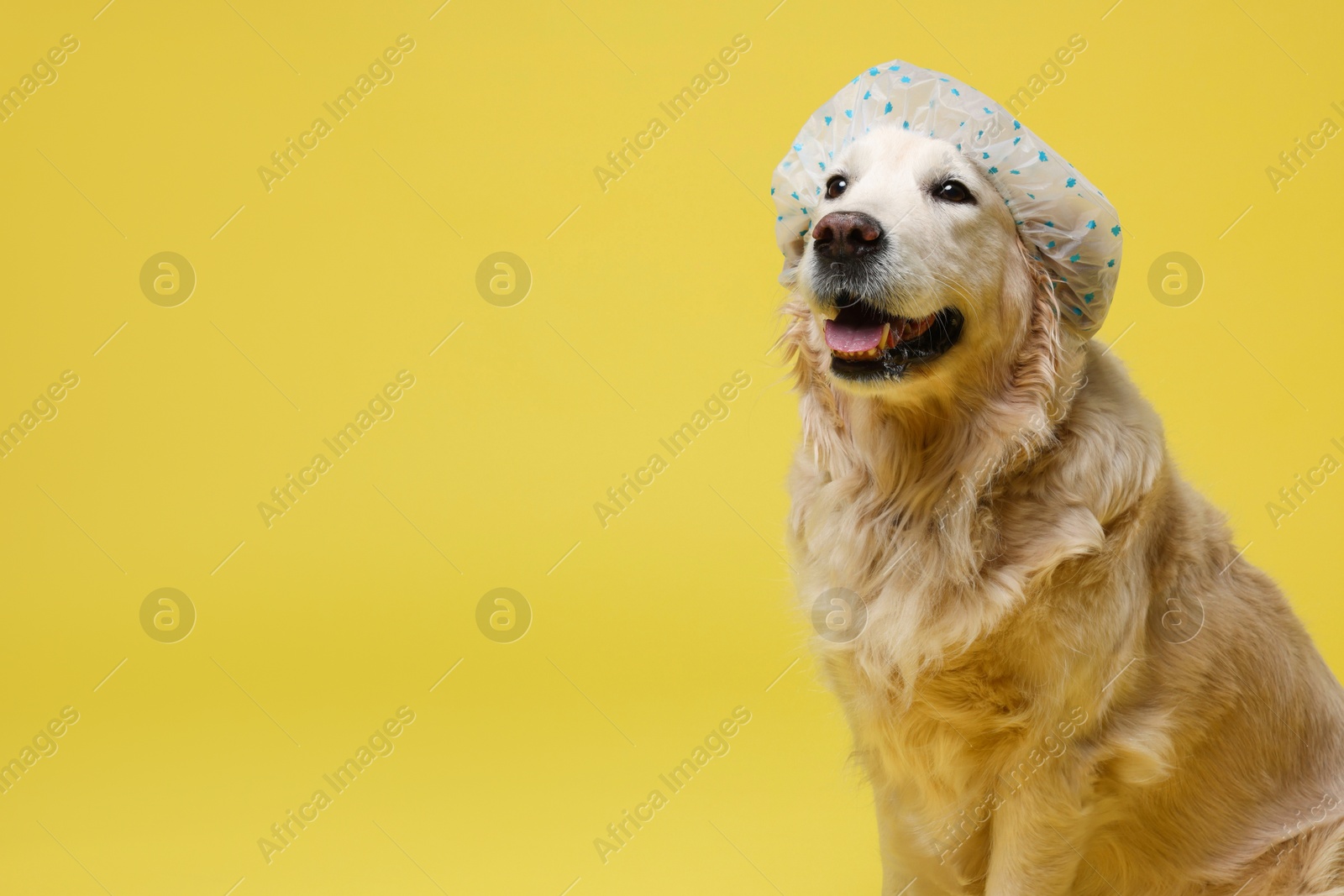 Photo of Cute funny dog in shower cap on yellow background. Space for text