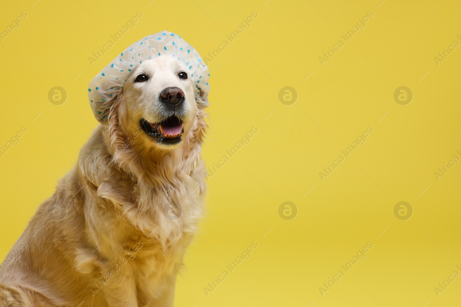 Photo of Cute funny dog in shower cap on yellow background. Space for text