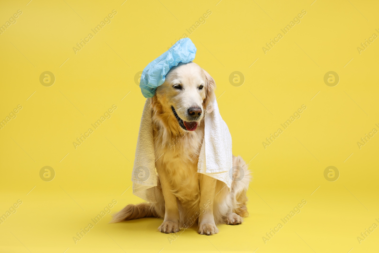 Photo of Cute funny dog with shower cap and towel on yellow background