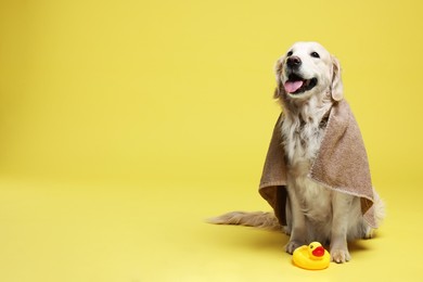 Photo of Cute funny dog wrapped in towel and toy duck on yellow background. Space for text