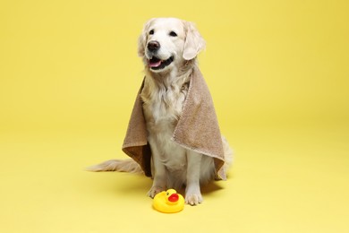 Photo of Cute funny dog wrapped in towel and toy duck on yellow background