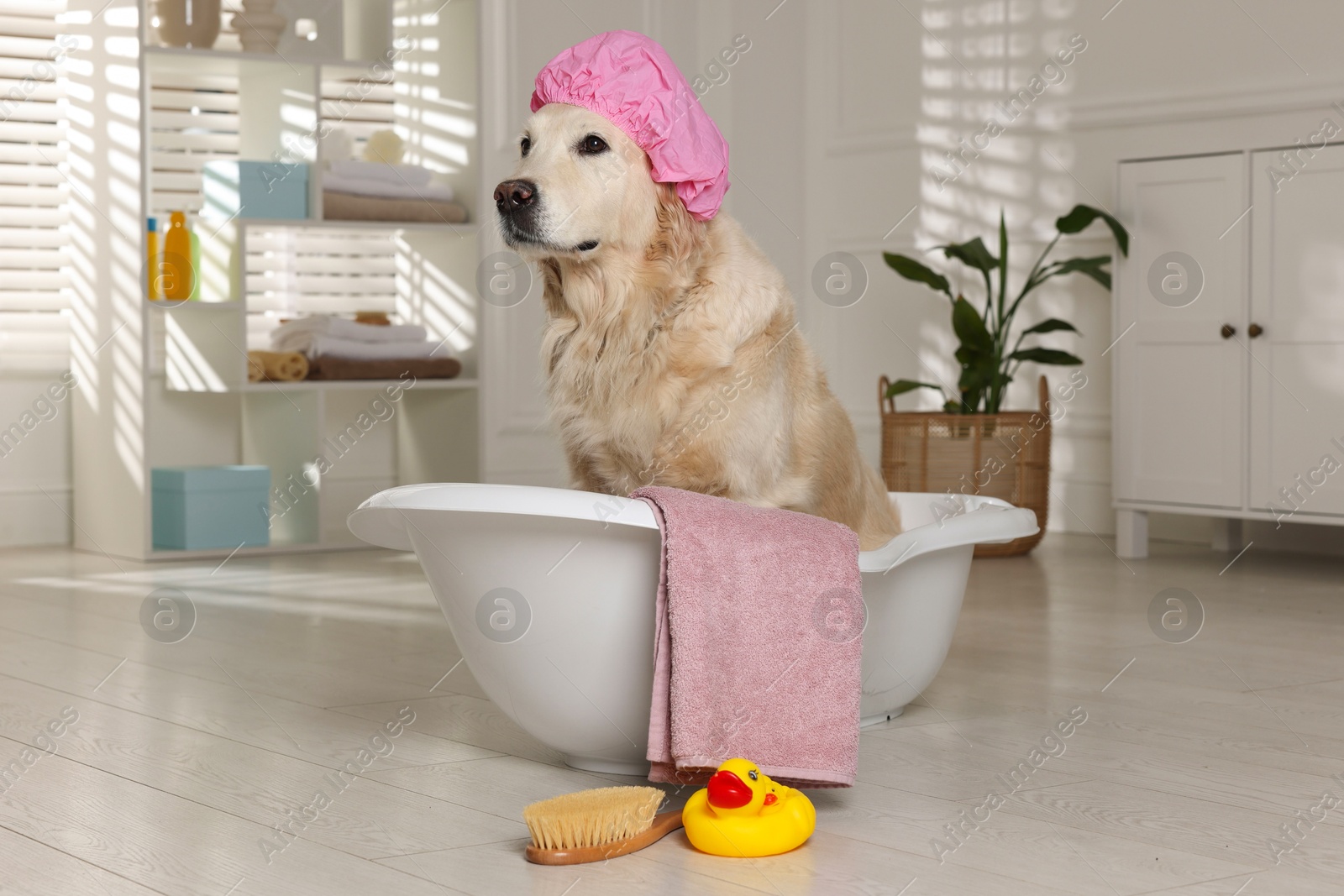 Photo of Cute dog with shower cap in small bathtub and bath accessories at home