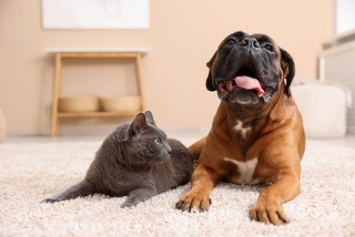 Photo of Cute dog and cat lying on floor at home