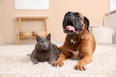 Photo of Cute dog and cat lying on floor at home