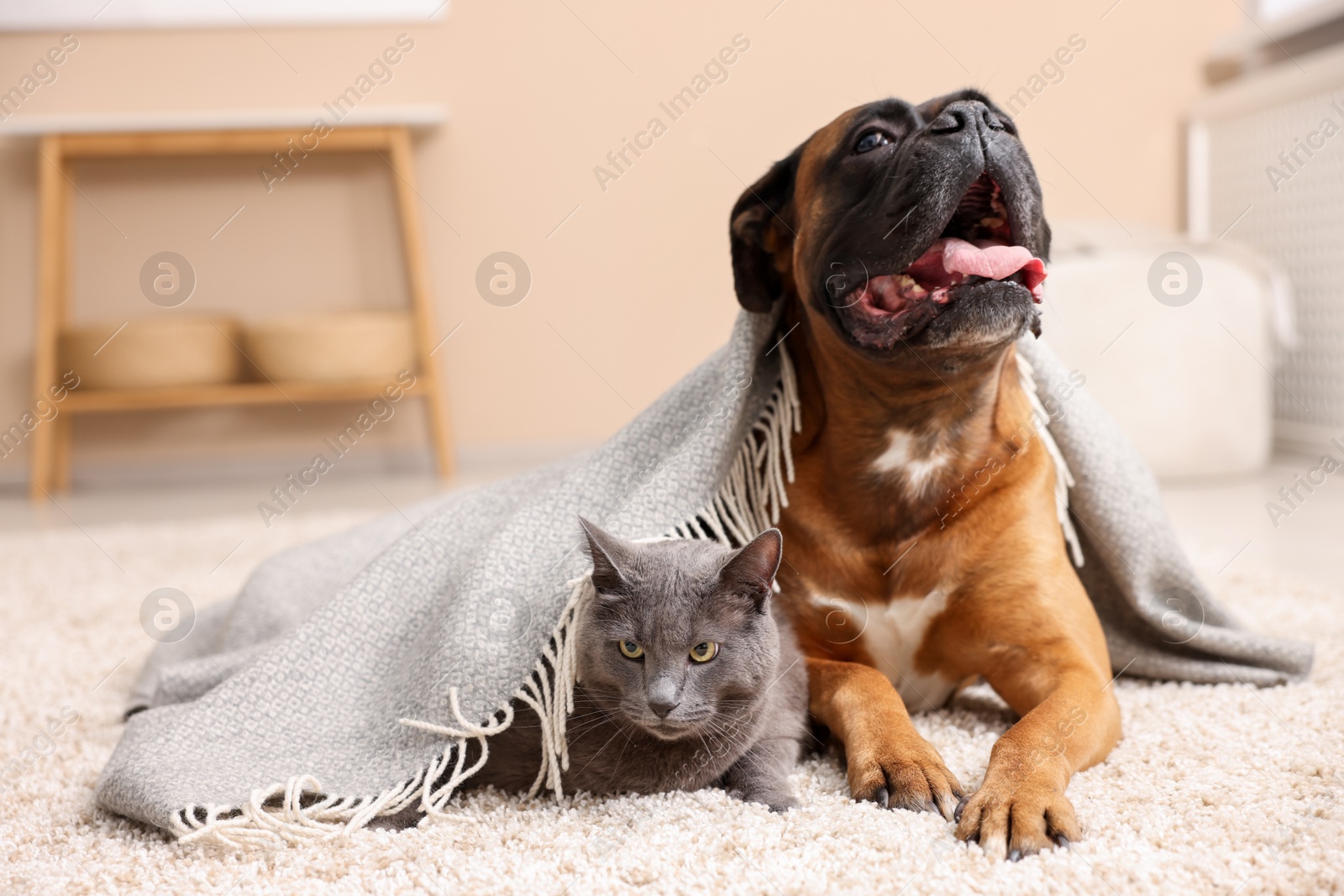 Photo of Cute dog and cat under blanket lying on floor at home