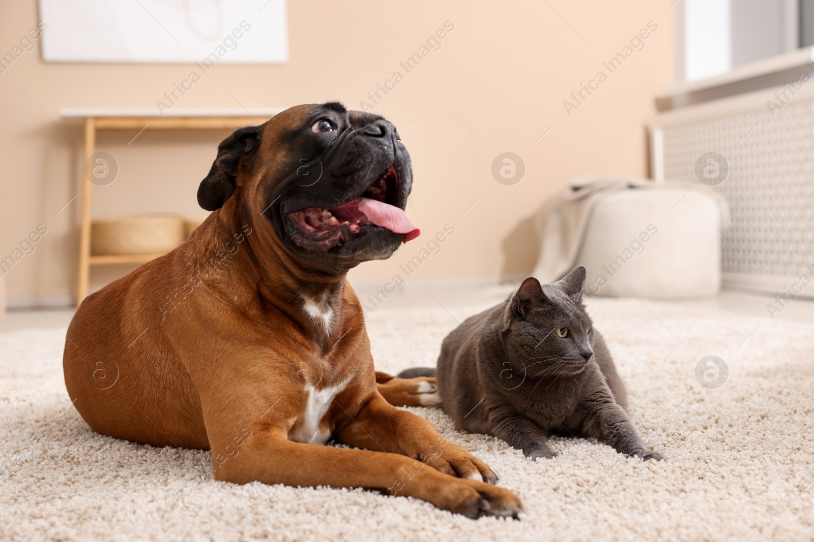 Photo of Cute dog and cat lying on floor at home