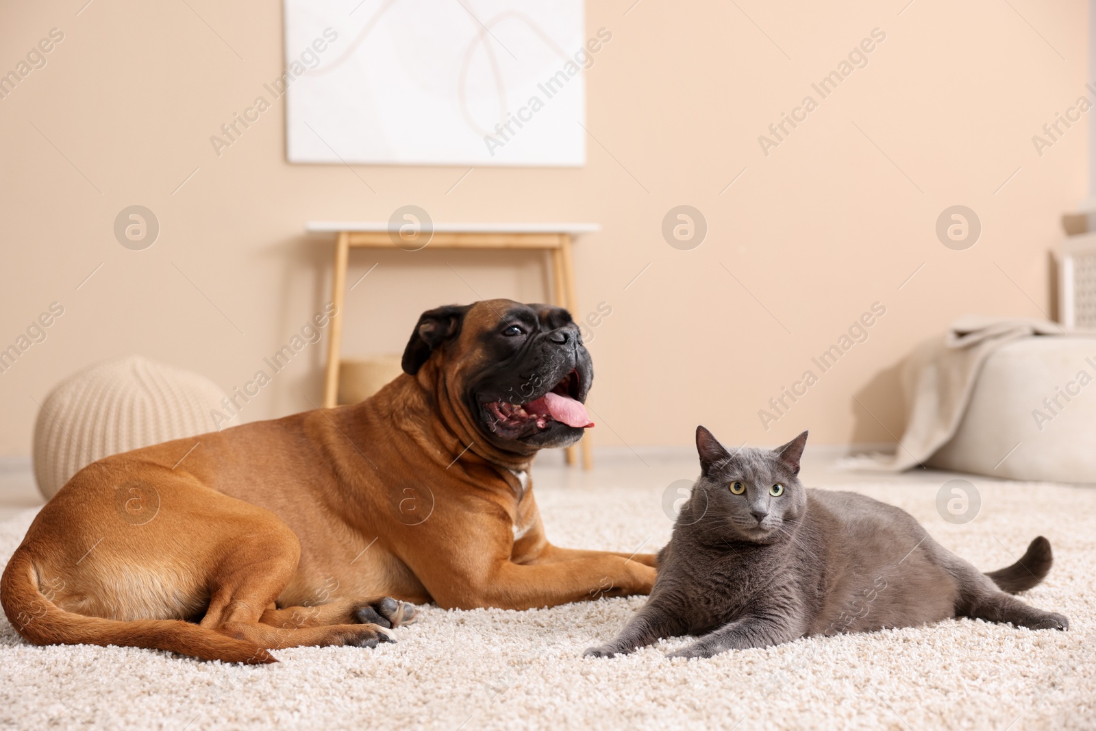 Photo of Cute dog and cat lying on floor at home