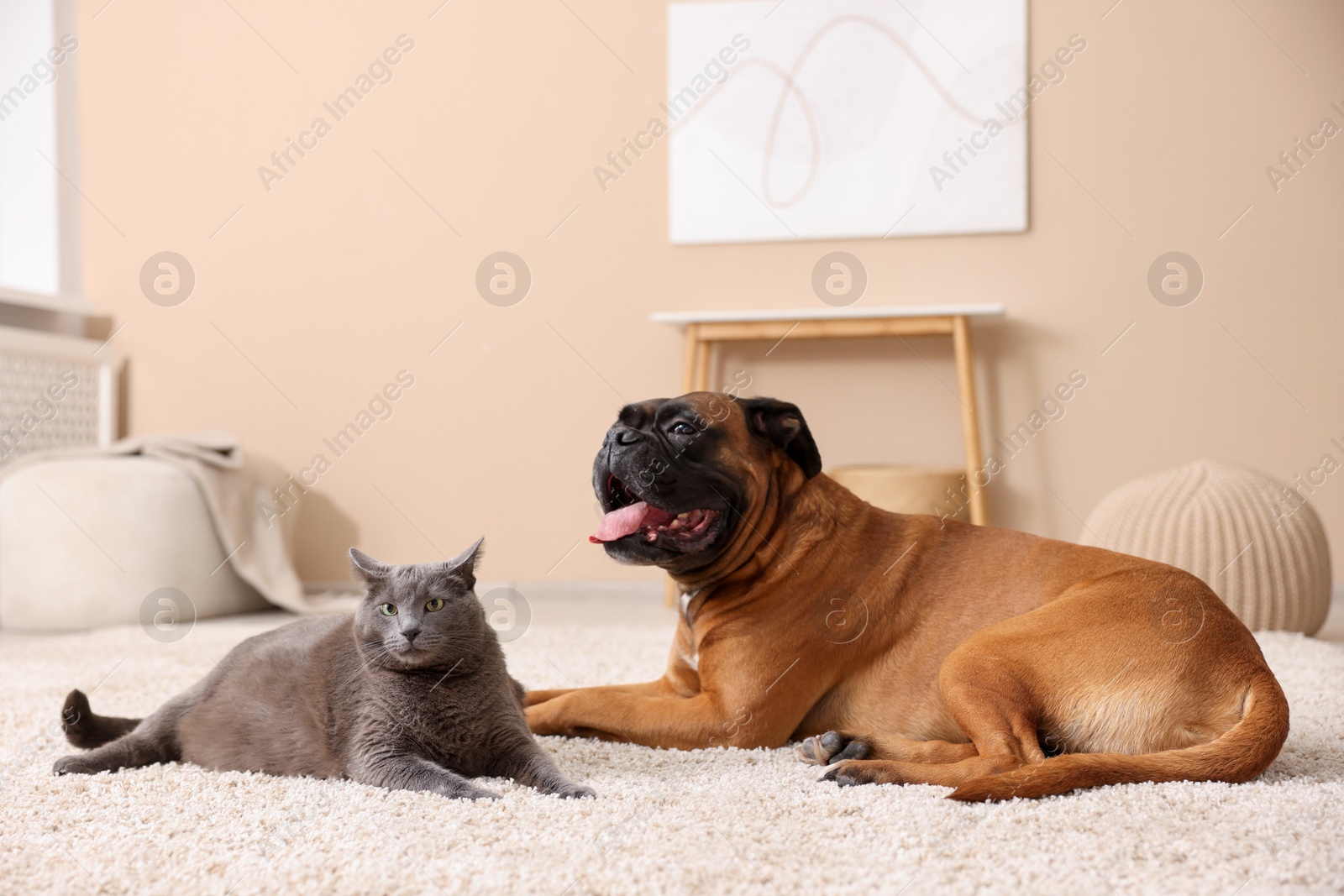 Photo of Cute dog and cat lying on floor at home