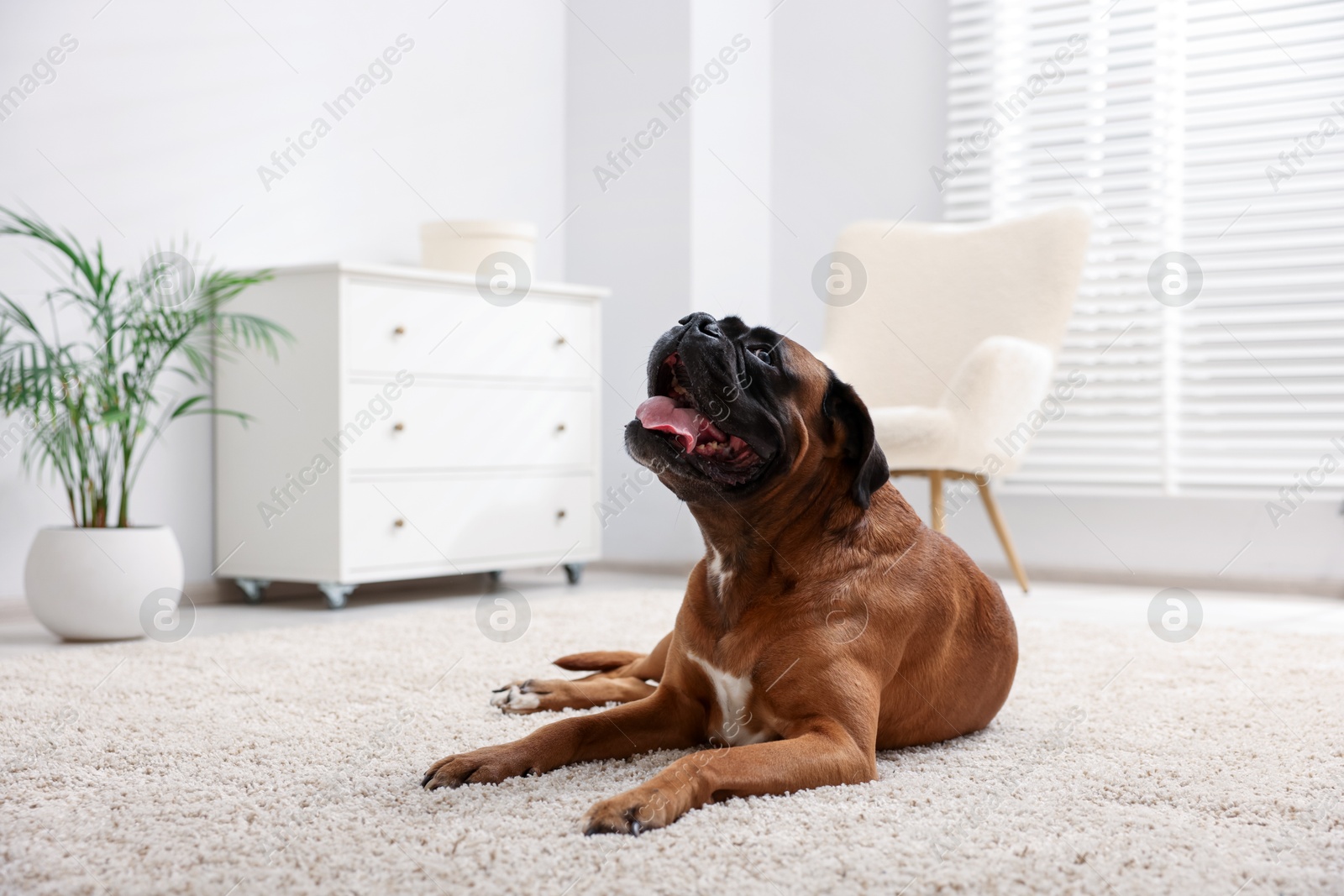 Photo of Cute dog lying on floor at home