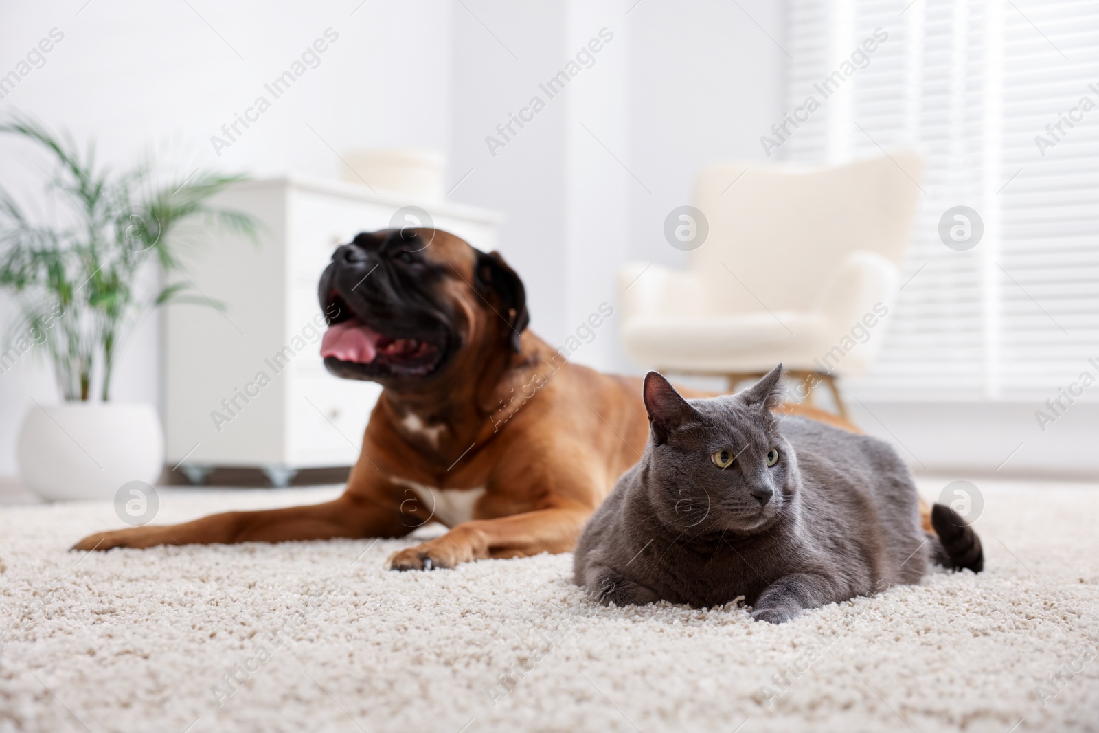 Photo of Cute dog and cat lying on floor at home