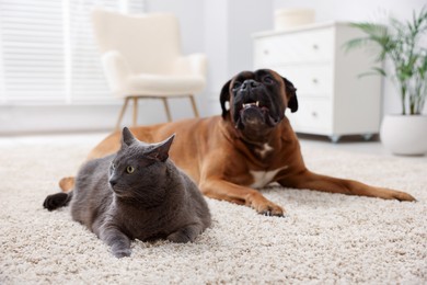 Photo of Cute dog and cat lying on floor at home