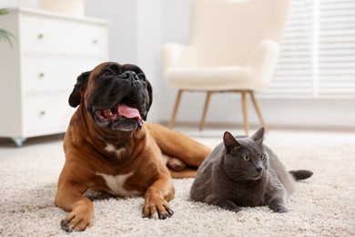 Photo of Cute dog and cat lying on floor at home