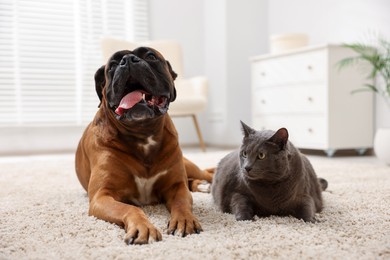 Photo of Cute dog and cat lying on floor at home