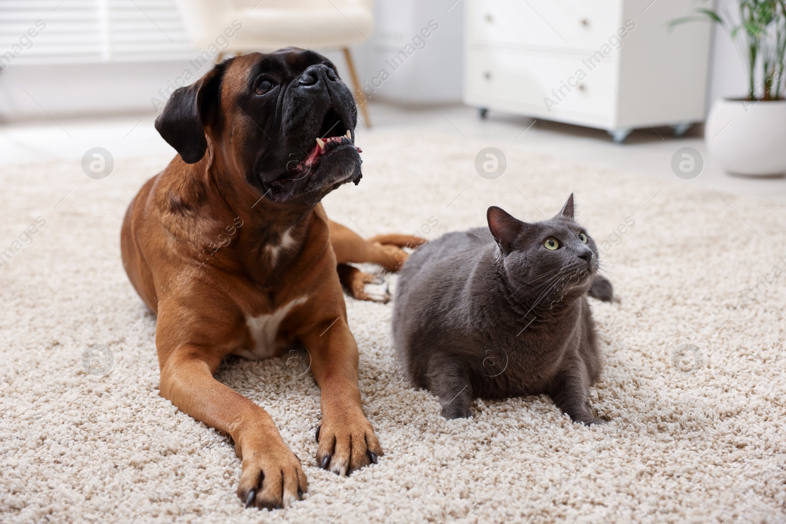 Photo of Cute dog and cat lying on floor at home