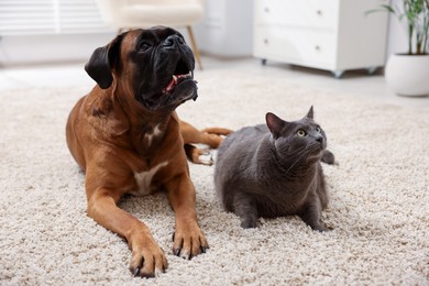 Photo of Cute dog and cat lying on floor at home