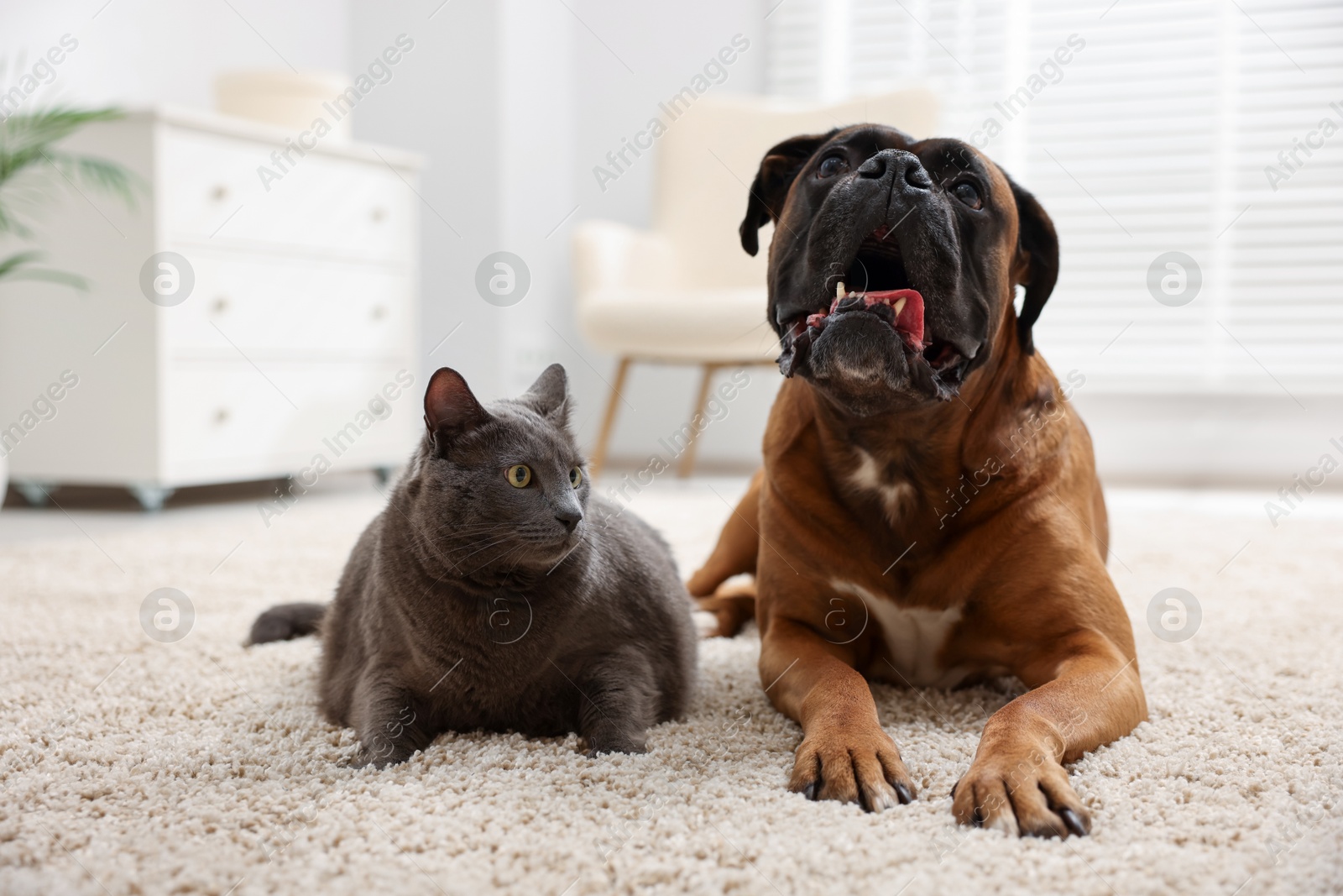 Photo of Cute dog and cat lying on floor at home