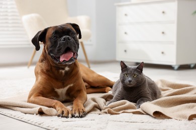 Photo of Cute dog and cat lying on floor at home