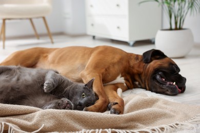 Photo of Cute dog and cat lying on floor at home