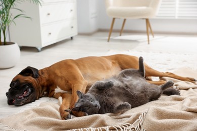 Photo of Cute dog and cat lying on floor at home