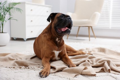 Photo of Cute dog wrapped in blanket lying on floor at home