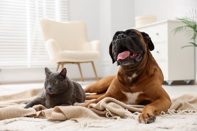 Photo of Cute dog and cat lying on floor at home