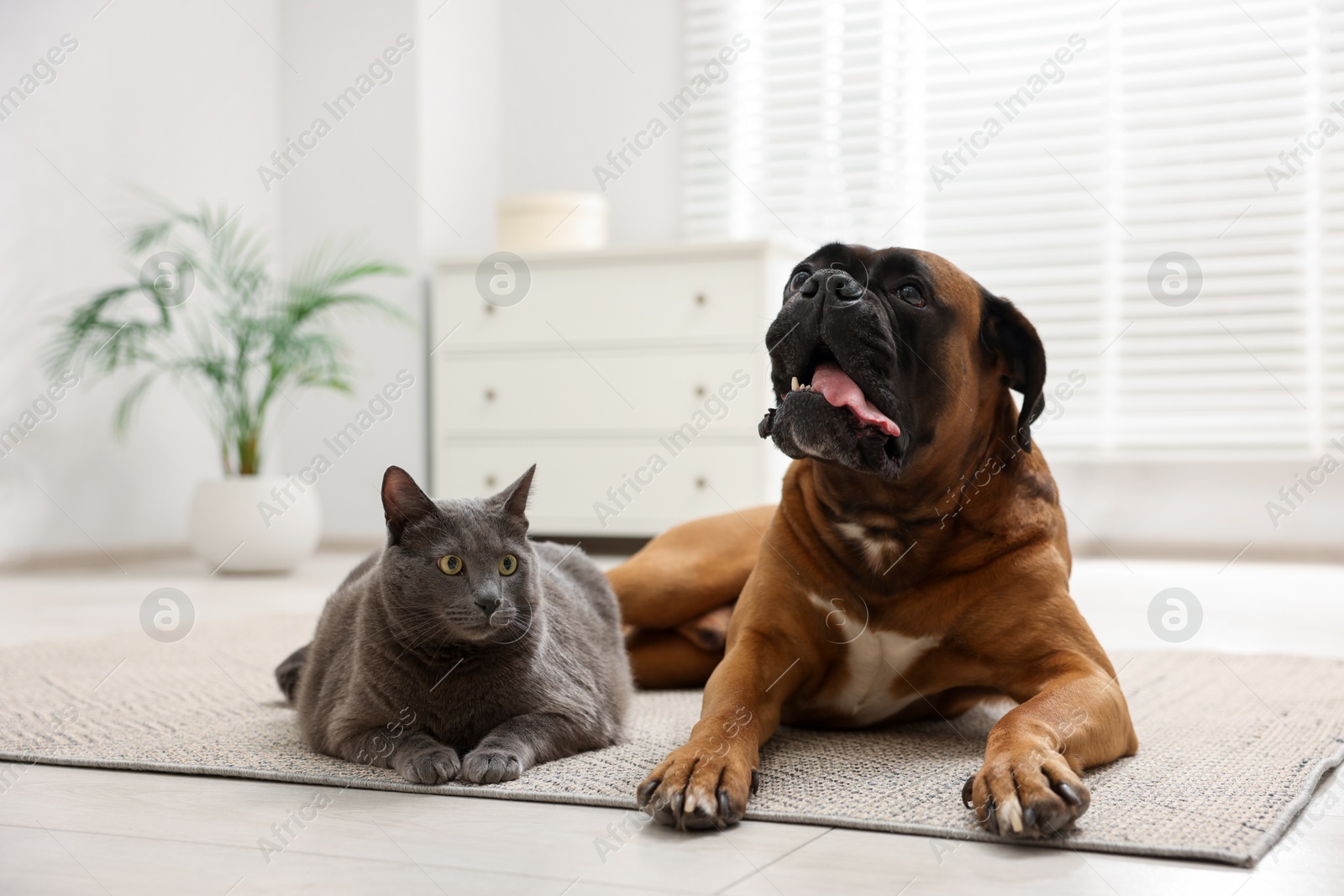 Photo of Cute dog and cat lying on floor at home