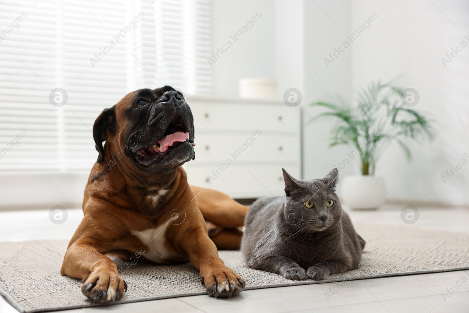 Photo of Cute dog and cat lying on floor at home