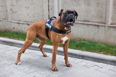 Photo of Cute service dog in vest on city street