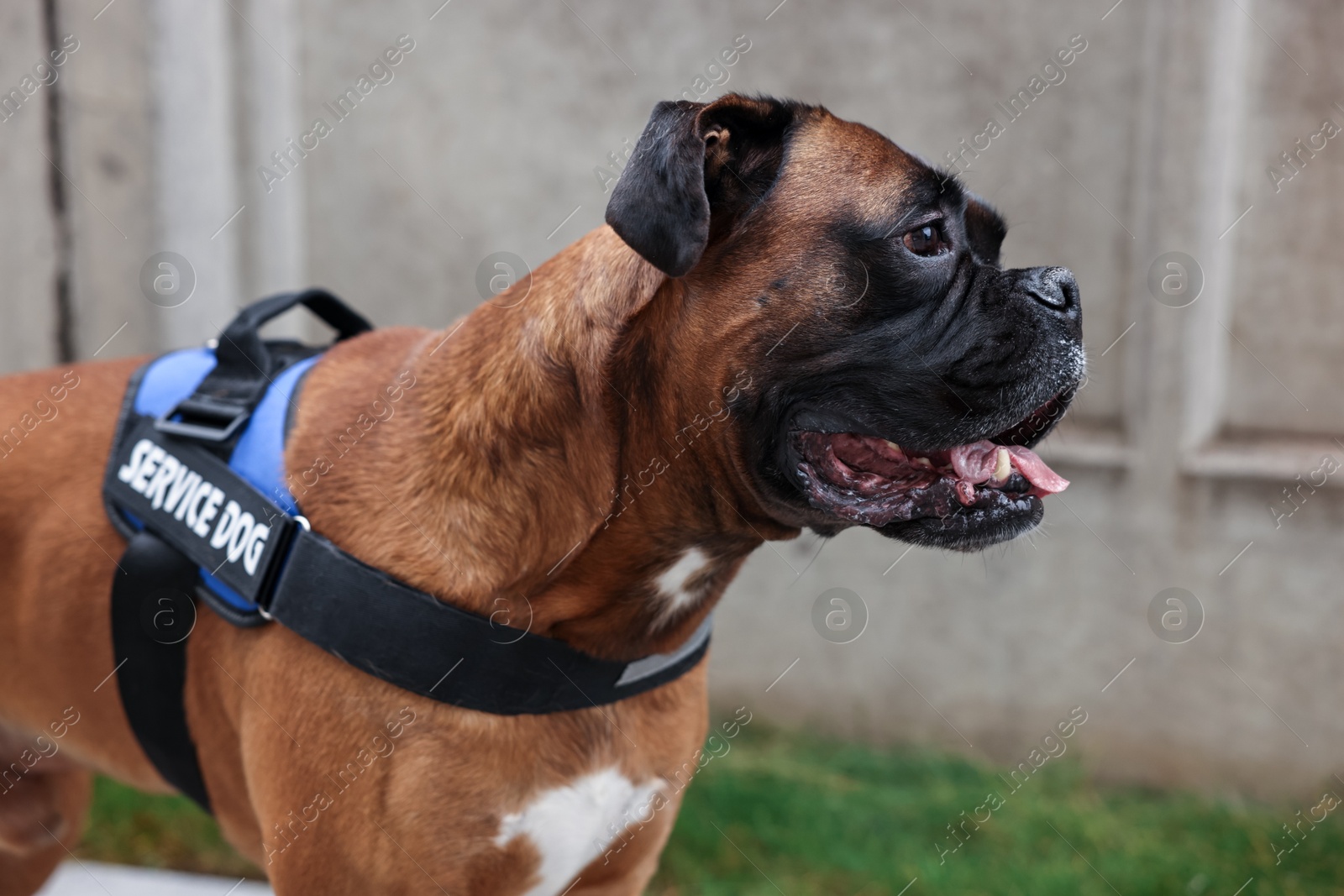 Photo of Cute service dog in vest on city street