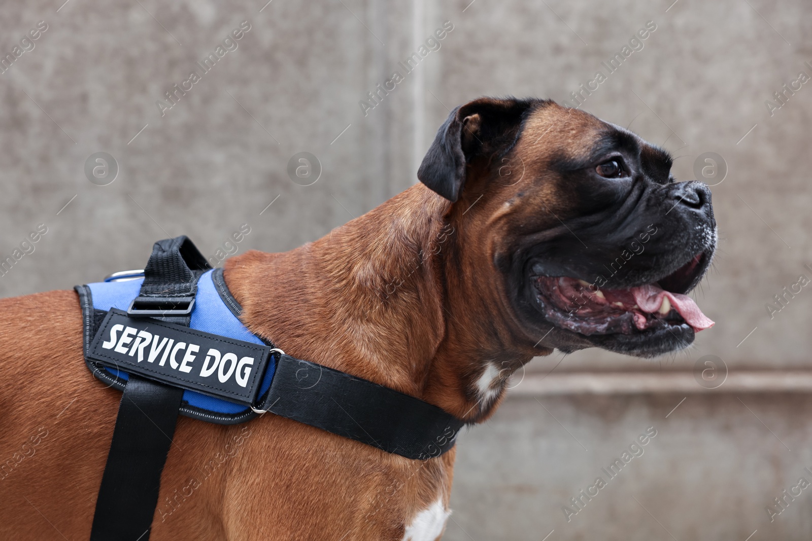 Photo of Cute service dog in vest on city street