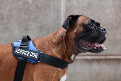 Photo of Cute service dog in vest on city street