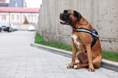 Photo of Cute service dog in vest sitting on city street. Space for text