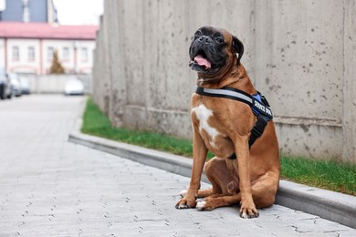 Photo of Cute service dog in vest sitting on city street. Space for text