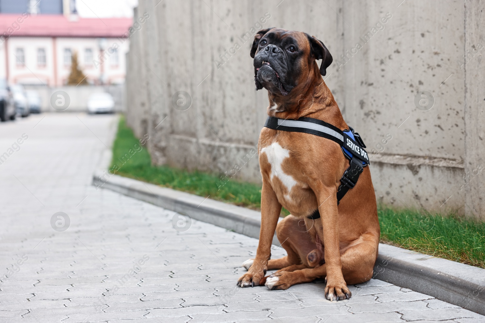 Photo of Cute service dog in vest sitting on city street. Space for text