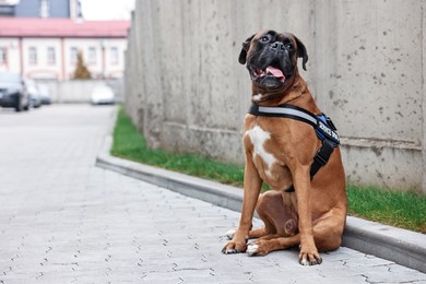 Photo of Cute service dog in vest sitting on city street. Space for text