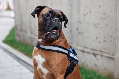 Photo of Cute service dog in vest on city street