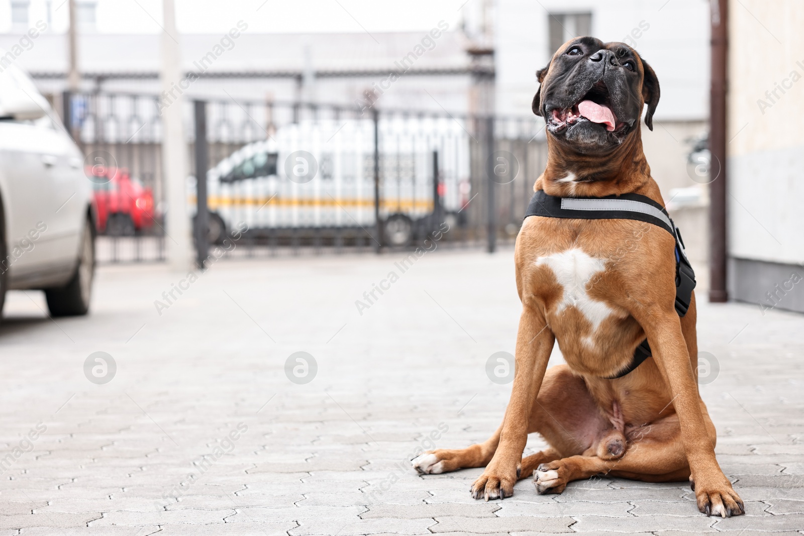 Photo of Cute service dog in vest sitting on city street. Space for text