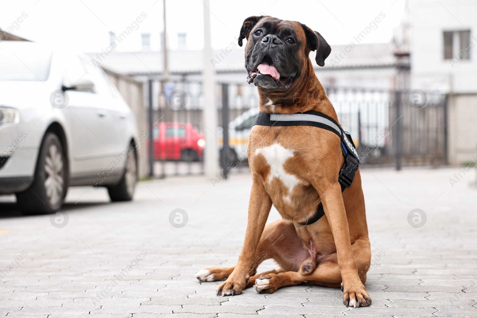 Photo of Cute service dog in vest sitting on city street. Space for text