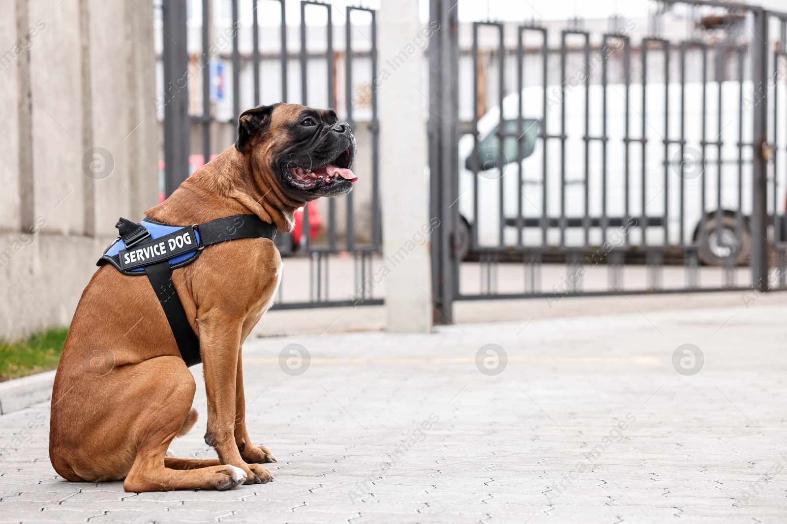 Photo of Cute service dog in vest sitting on city street. Space for text