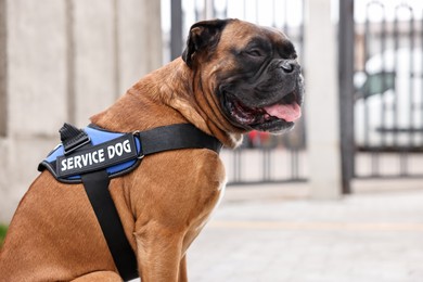 Photo of Cute service dog in vest on city street