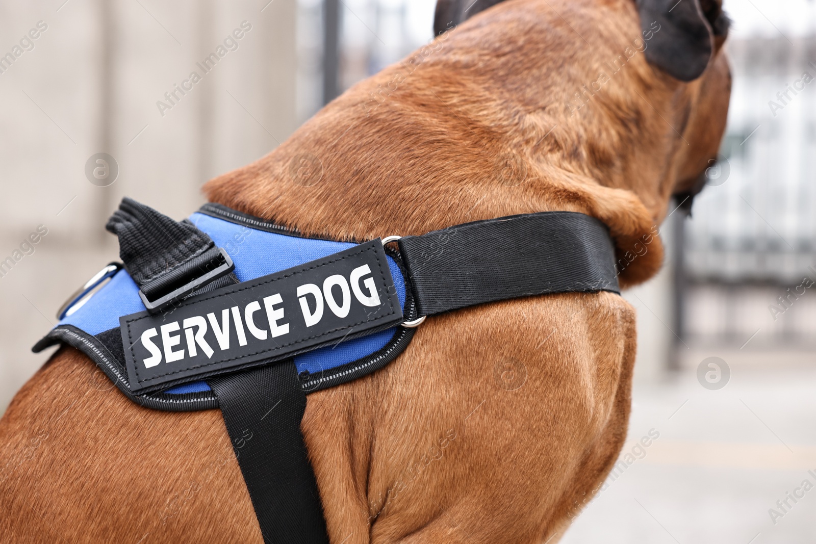 Photo of Service dog in vest on city street, closeup