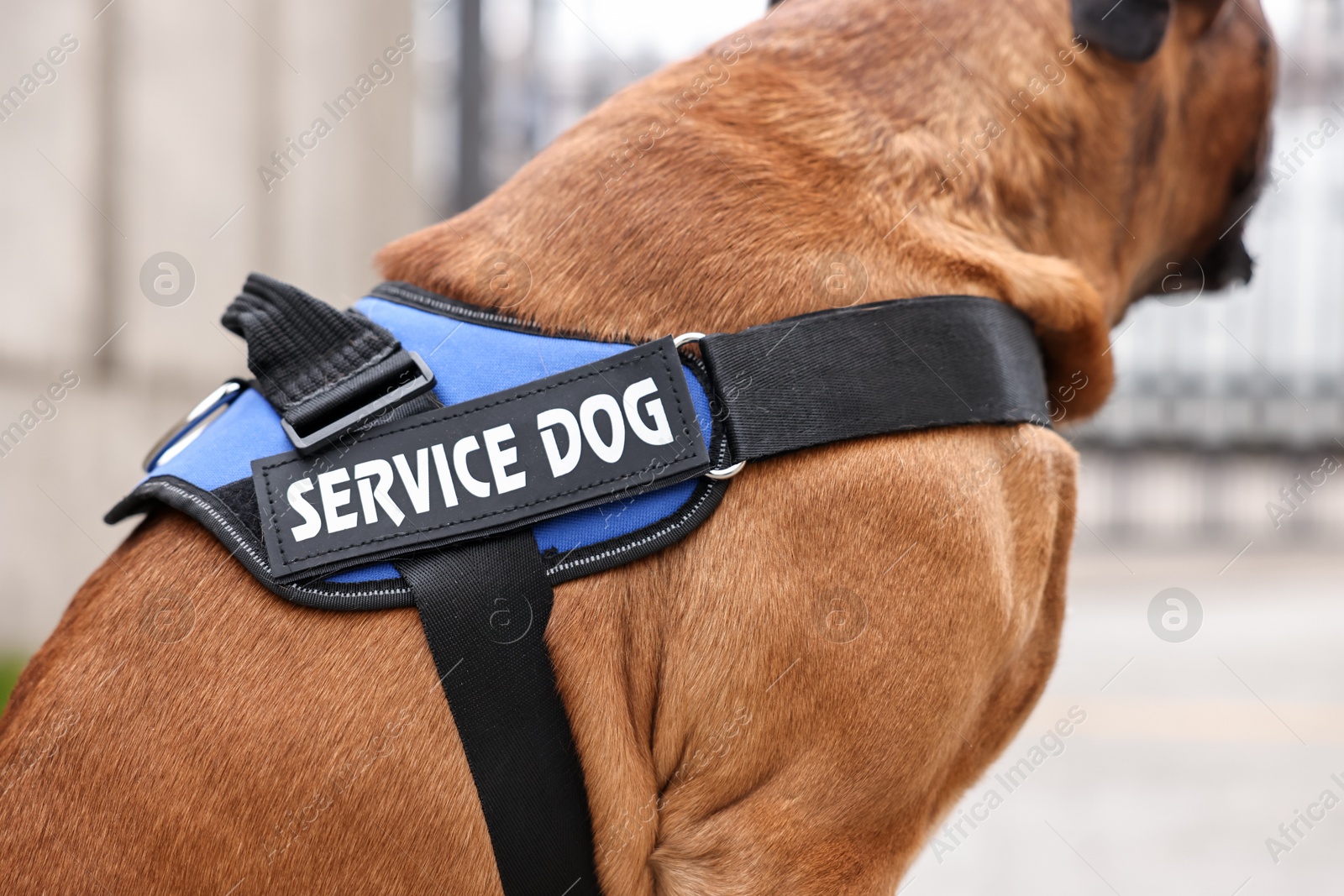 Photo of Service dog in vest on city street, closeup