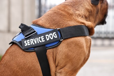 Photo of Service dog in vest on city street, closeup