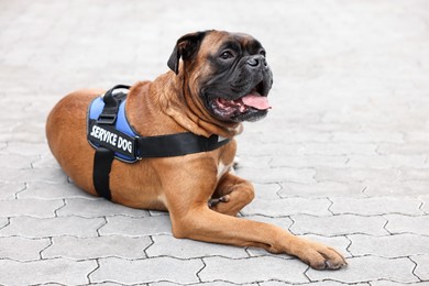 Photo of Cute service dog in vest lying on pavement outdoors