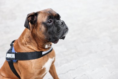 Photo of Cute service dog in vest on city street. Space for text