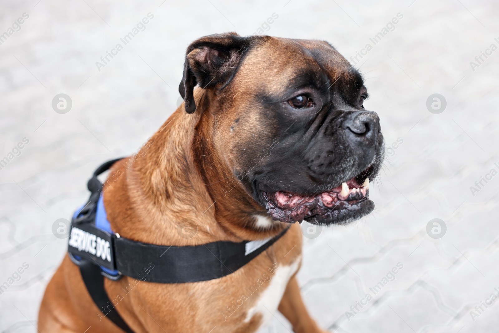 Photo of Cute service dog in vest on city street