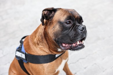 Photo of Cute service dog in vest on city street