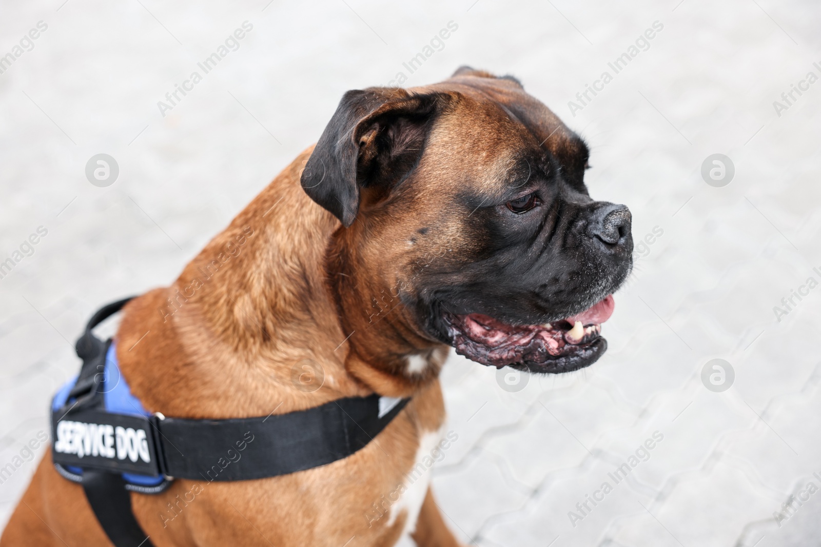 Photo of Cute service dog in vest on city street