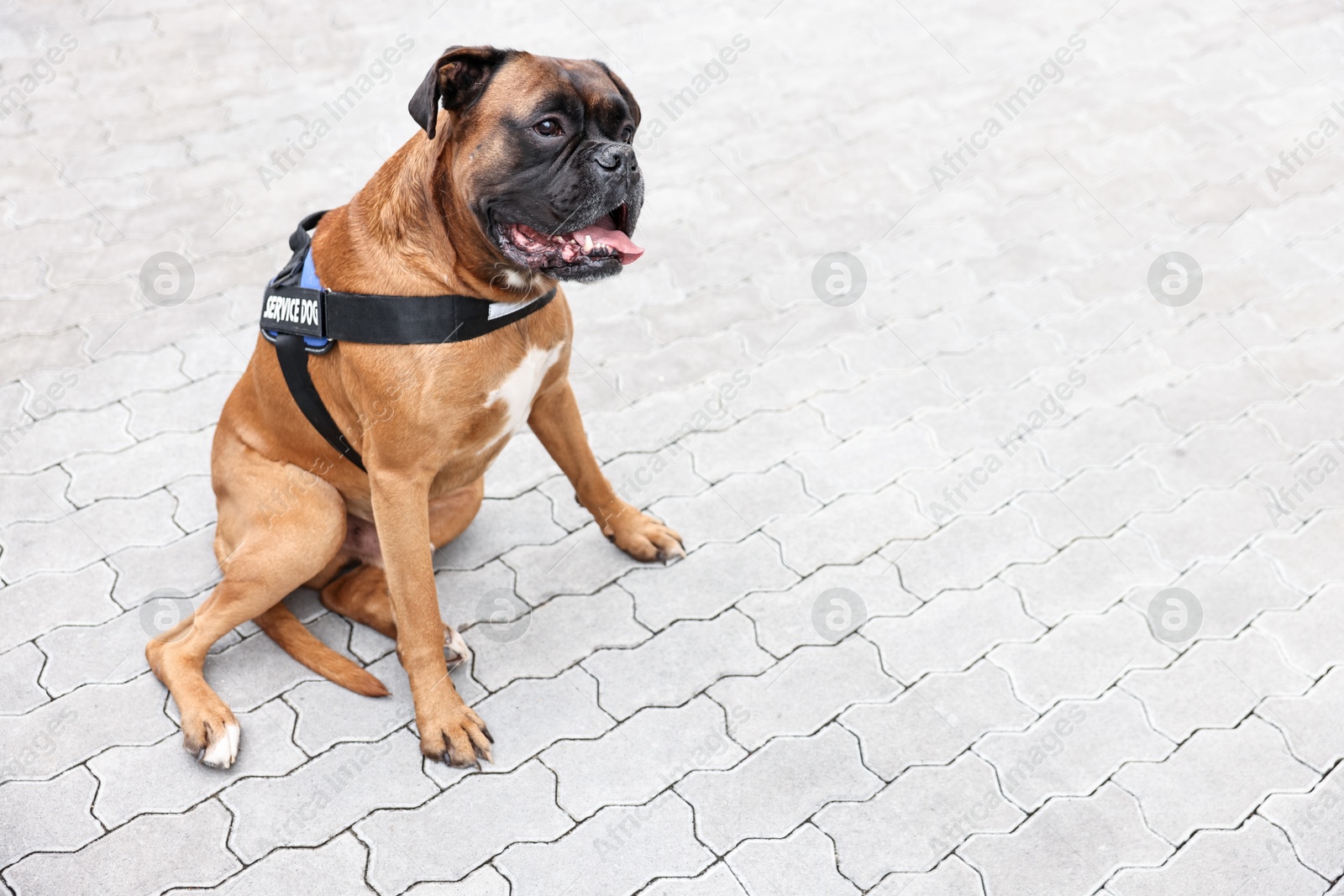 Photo of Cute service dog in vest sitting on pavement outdoors. Space for text